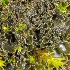 Leptochidium albociliatum