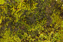 Leptochidium albociliatum