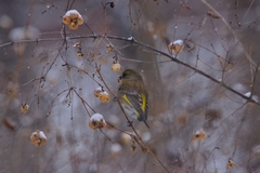 Chloris chloris