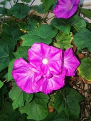 Ipomoea indica