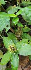 Costaceae