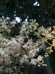 Ligustrum