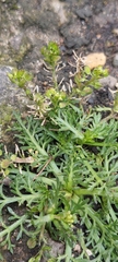 Lepidium bipinnatifidum