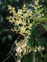 Ligustrum