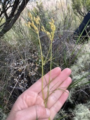 Anisotome filifolia