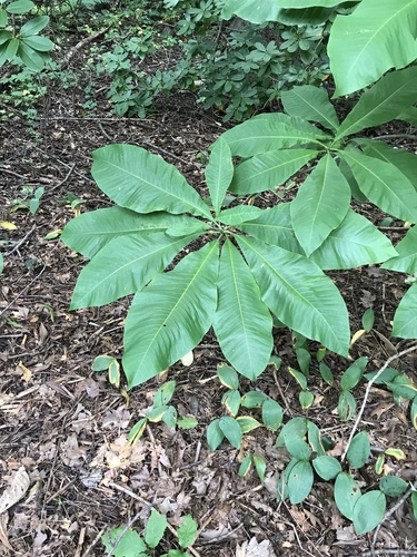 Magnolia tripetala