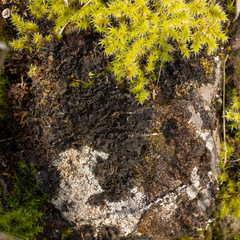 Leptochidium albociliatum