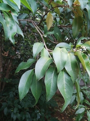Ligustrum