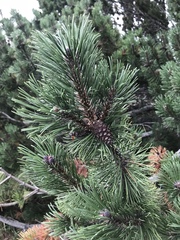 Pinus