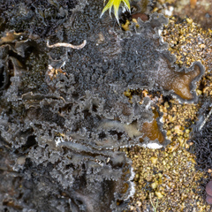 Leptochidium albociliatum