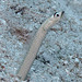 Speckled Garden Eel - Photo (c) uwkwaj, some rights reserved (CC BY-NC), uploaded by uwkwaj