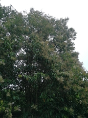 Ligustrum