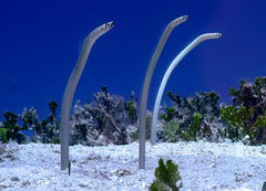 Speckled Garden-Eel photo 1