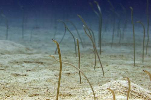 Galzin's garden eel (Gorgasia galzini) — Congridae