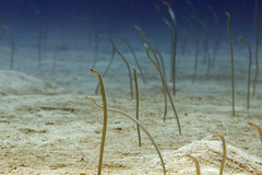 Speckled Garden-Eel photo 3