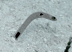 Heteroconger hassi