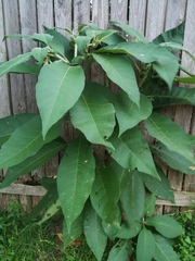 Solanum mauritianum