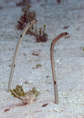Heteroconger hassi