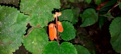Smithiantha aurantiaca