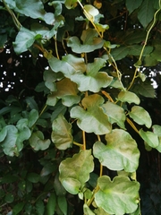 Anredera cordifolia