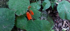 Smithiantha aurantiaca