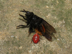 Supputius cincticeps