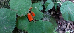 Smithiantha aurantiaca