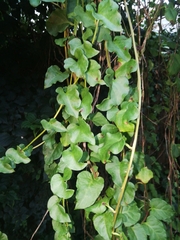 Anredera cordifolia