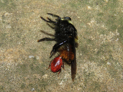 Supputius cincticeps