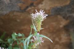 Trachelium caeruleum