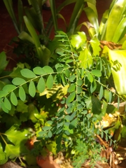 Phyllanthus niruri