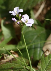 Cardamine pratensis