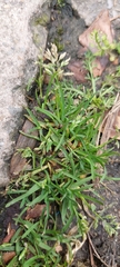 Poa annua