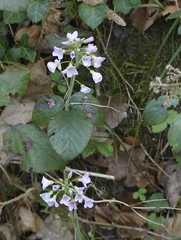 Cardamine pratensis