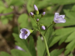 Cardamine pratensis