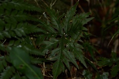 Doryopteris pentagona