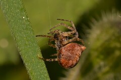 Gibbaranea bituberculata
