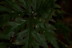 Doryopteris pentagona