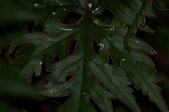 Doryopteris pentagona