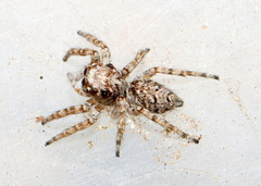 Tusitala