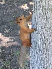 Sciurus vulgaris