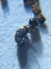 Eurytominae