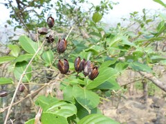 Lagerstroemia microcarpa