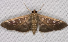 Phostria