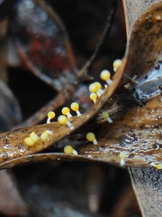 Physarum melleum