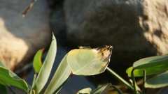 Ischnura senegalensis