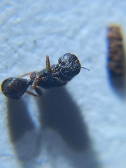 Eurytominae