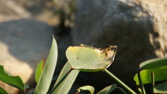 Ischnura senegalensis