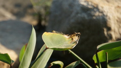 Ischnura senegalensis