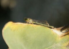 Ischnura senegalensis